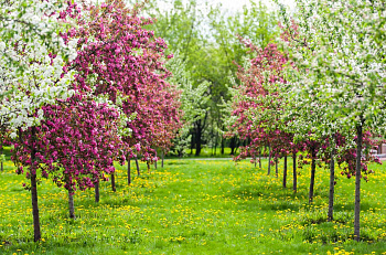 Информация для СМИ: вишневая аллея «Et Cetera» в Парке имени Ю.М. Лужкова.